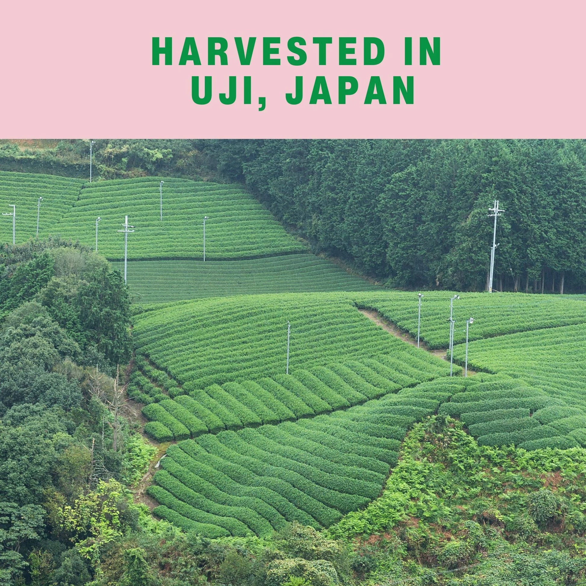 Organic Japanese Ceremonial Matcha Green Tea Powder, 1 Oz, Vegan, Naturally Caffeinated